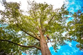 Trusted Spring Green, WI  Tree Services Experts