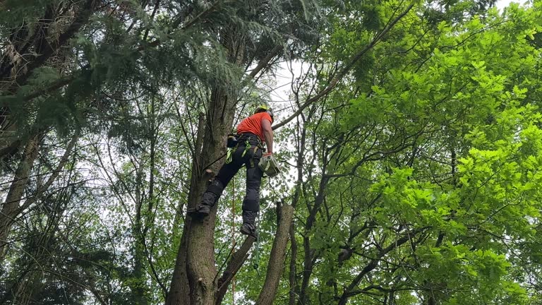 How Our Tree Care Process Works  in  Spring Green, WI